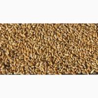 Продам пшеницю фуражну органічну, сертифіковану Organic Standard Ltd.- 1500т