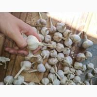 Часник різної якості на переробку та використання в харчовій промисловості