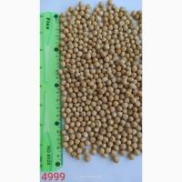 Продам нут (турецький горох, chickpeas) - 5тонн