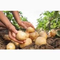 Картофель Полтавщина - закупка опт от 10 тонн