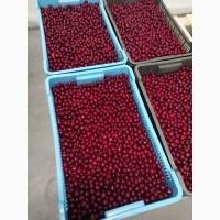 Вишня заморожена