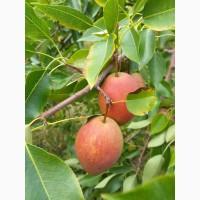 Продам груші сортів Киргизка і Скарб