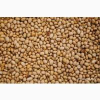 Купуємо половинки сої з самовивозом