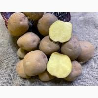 Продаж насіннєвої картоплі в Житомирській області - сорти 1, 2, 3 репродукції, від 10 тонн