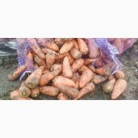Продам моркву НЕСТАНДАРТ