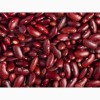 Оптова квасоля від виробника - великий вибір сортів