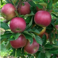 Яблуко Айдаред (Idared) 1 сорт - опт від 20 тонн | товарний калібр, чисті плоди