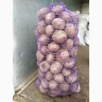 Продам столовий буряк, Зеппо