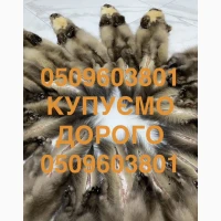 Купуємо ДОРОГО шкіри куниці шкури куниць по усій Україні