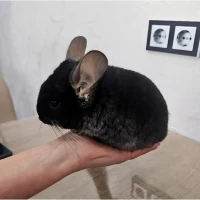 Шиншила хлопчик