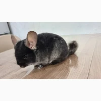 Шиншила хлопчик