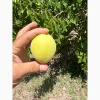 Продам абрикос Вірменський