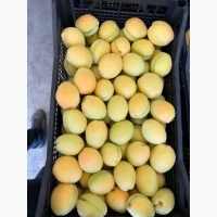 Продам абрикос Вірменський