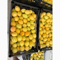 Продам абрикос Вірменський