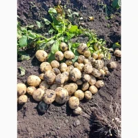 Продам молодой картофель