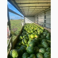 Продам Кавун Талісман, м.Полтава, Дата збору ~10.08.2026