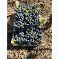 Продам виноград Молдавского происхождения