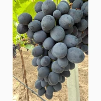 Продам виноград Молдавского происхождения