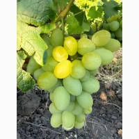 Продам виноград Молдавского происхождения