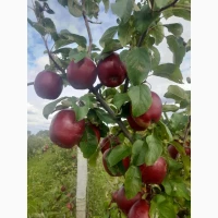 Продам яблука сортів Декоста, Чемпіон, Моді