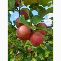Продам яблука сортів Декоста, Чемпіон, Моді