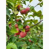 Продам яблука сортів Декоста, Чемпіон, Моді
