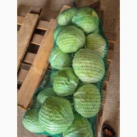 Продам капусту Агресор
