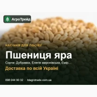 Пр0двм нвсіння яр0ї пшениці - Ду6рв8кв, Елегія мир0ні8ськв, Емір