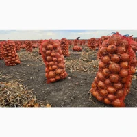 Продам цибулю Медуза