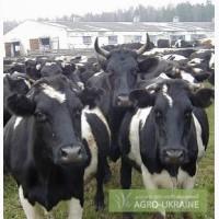 Крупный рогатый скот.