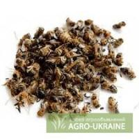 Пчелиный подмор
