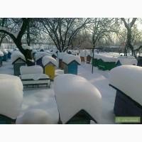 Продам пасеку