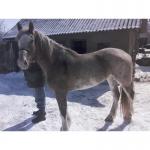 Продам кобилу 170 в холці