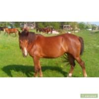 Молода кобила 5-річного віку