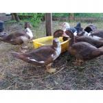 Утки и селезни мускусные