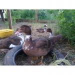 Утки и селезни мускусные