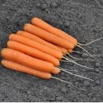 Продам фирменные качественные семена овощей - недорого, Bejo, Vilmorin, Никерсон цваан