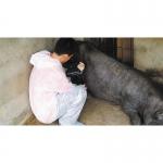 Ультразвуковой сканер для свиноводства MSU 1