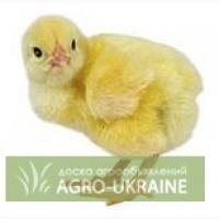 Продам яйцо инкубационное бройлер кобб-500