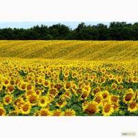 Посев кукурузы и подсолнечника