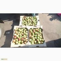 Продам Грушу Клапа мелким оптом