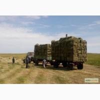 Продам луговое сено и люцерну в тюках. Привоз на дом входит в стоимость