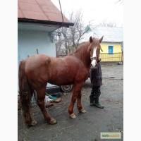 Продам кобилу