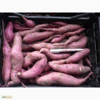 Продам клубни батата на кг свои
