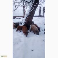Венгерська мангалиця