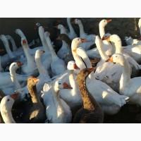 Продам родительское стадо гусей, на инкубационное яйцо
