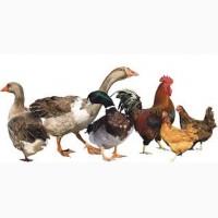 Продам комбікорм для птиці