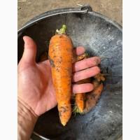Продам моркву
