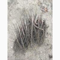 Горіх Ідеал