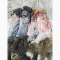 Куплю шкуру кролика